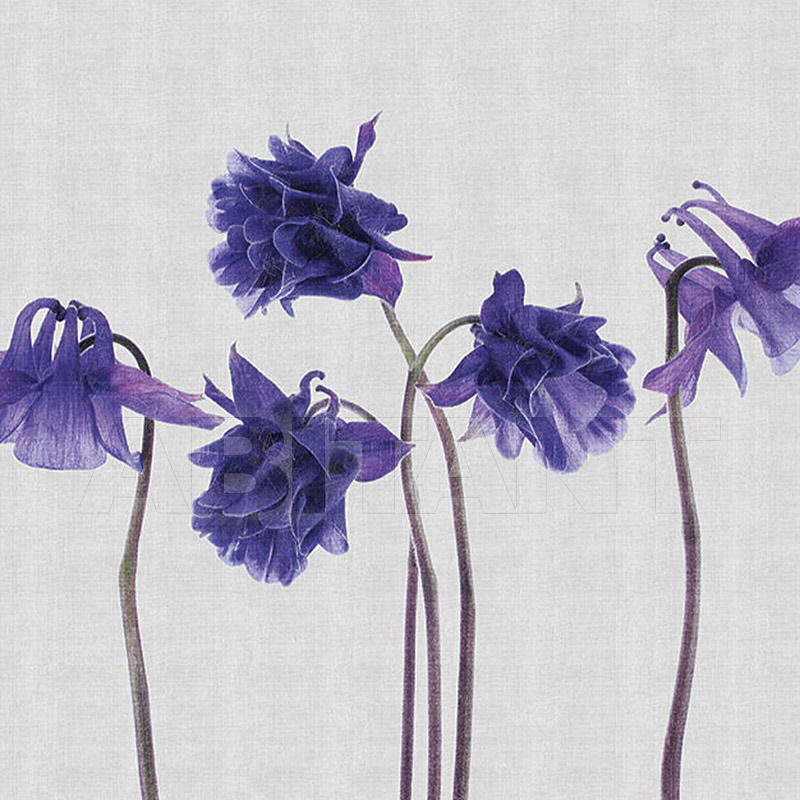 Купить Бумажные обои Campanula LondonArt - Grafika S.r.l.  EDEN 13 CP 01