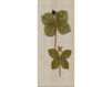 Бумажные обои Iksel  Decorative Panels Herbier Herb 10 Восточный / Японский / Китайский