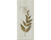 Бумажные обои Iksel  Decorative Panels Herbier Herb 6 Восточный / Японский / Китайский
