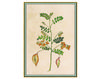 Бумажные обои Iksel  Decorative Panels Renaissance Herbier RH 17 Восточный / Японский / Китайский