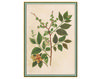 Бумажные обои Iksel  Decorative Panels Renaissance Herbier RH 16 Восточный / Японский / Китайский