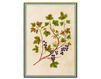 Бумажные обои Iksel  Decorative Panels Renaissance Herbier RH 19 Восточный / Японский / Китайский