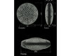 Схема Лампа настольная Cavalliluce di Mirco Cavallin Design Moon Лофт / Фьюжн / Винтаж / Ретро